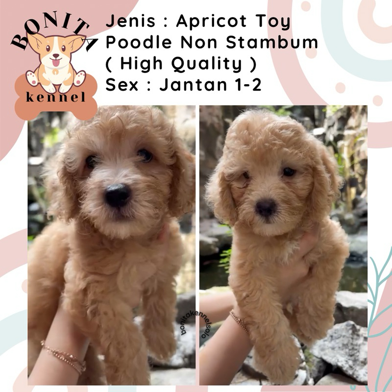 Light Fawn Apricot Tiny Toy Poodle Non Stambum Jantan Betina Anakan Anjing Poodle Putihh