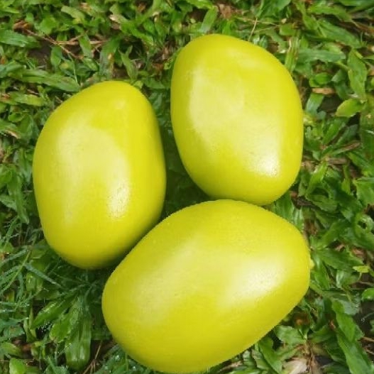 

Replika buah mangga mentah/ buah palsu buat edukasi mainan anak dan display toko