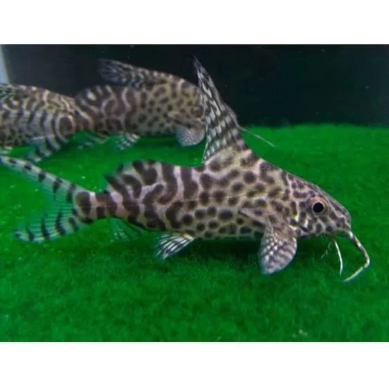 SYNODONTIS UKURAN 4-6 CM