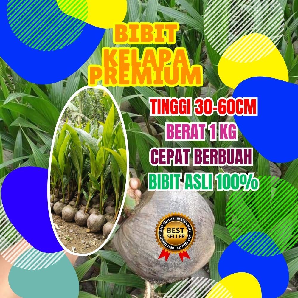 TERLARIS.. Pohon Kelapa Kopyor Bogor, Pohon Kelapa Kopyor Besar