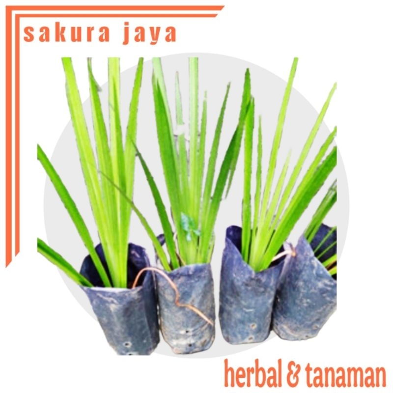 

bibit Jaringao// 3 bibit / Delingo Jaringao Jaringau Jari Ngao Jari Ngao herbal wangi