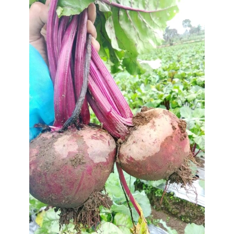 

PROMO Termurah Terlaris buah bit root organik fresh petik kebun 1 kg
