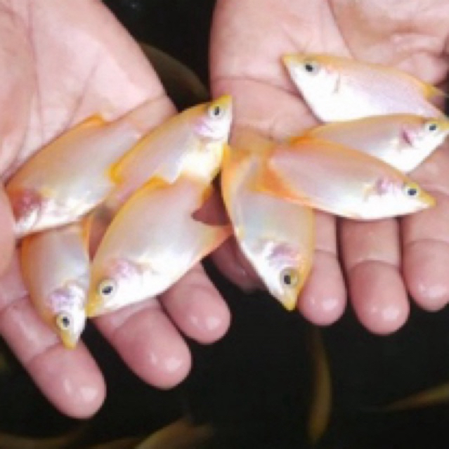 GURAME PADANG Size korek kayu sehat berkwalitas