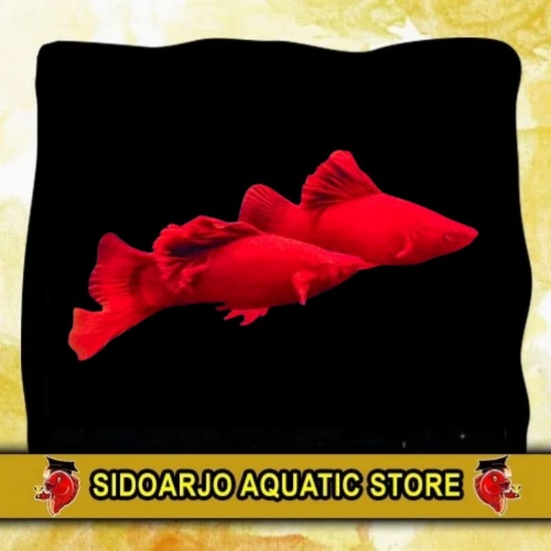 MINIMAL BELI 3 BOLEH BERVARIASI ITEM HIASAN AKUARIUM / PENGHIAS AKUARIUM / PLATY ALBINO BLOODRED FIR