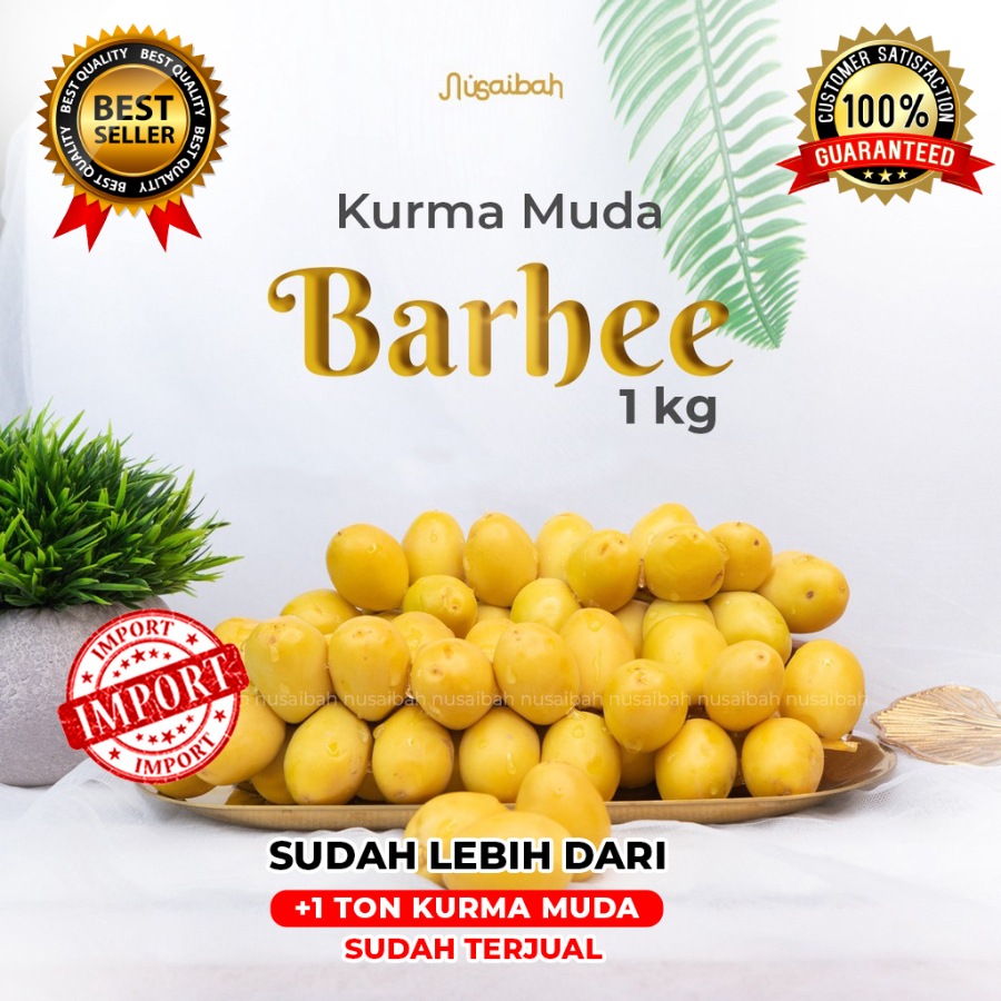 

Kurma Muda BARHEE Promil - Kurma Muda Promil