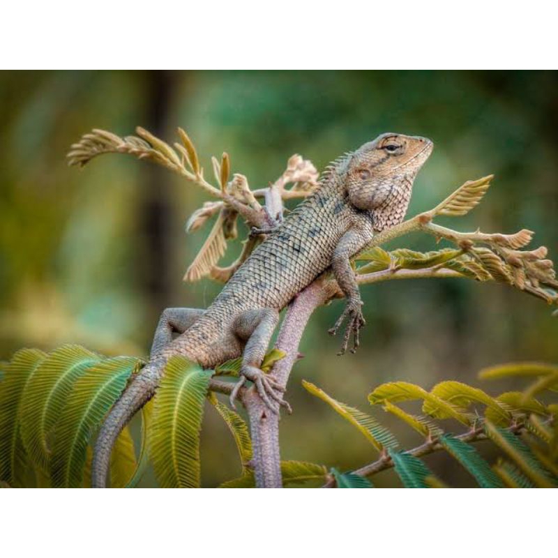bunglon/kadal/calotes/pakan reptile (promo buy 1 get 1)