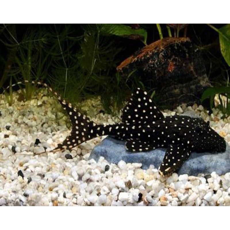 PLECO L155 size