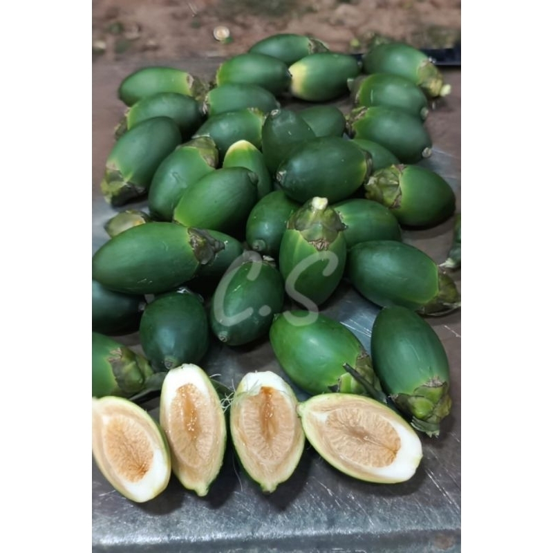 

Buah Pinang Muda fresh 1kg murah/Jambe muda berkualitas di petik saat pesanan masuk