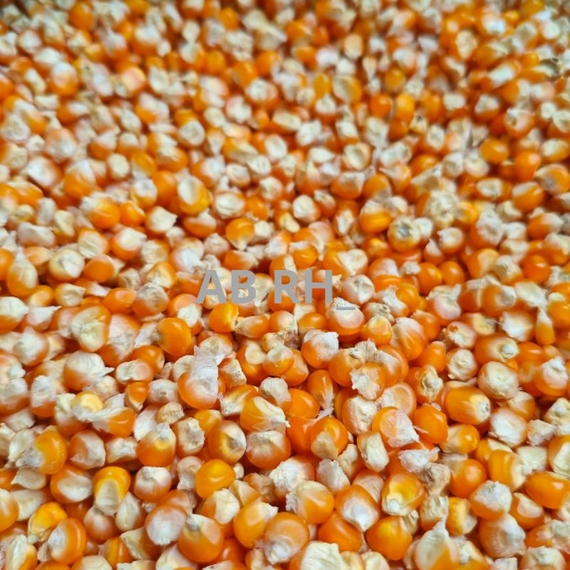 

JAGUNG ASLI MADURA MURAH 1 KG BULIR/BIJI SEDANG