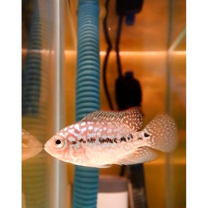 super red kamfa F2 VIP import -+3,5cm