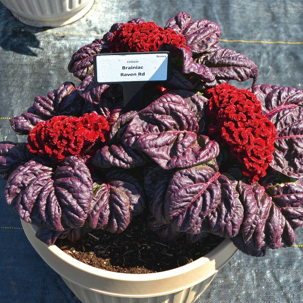 biji benih bunga import celosia red raven cockscombs dwarf jengger ayam pendek baker seeds
