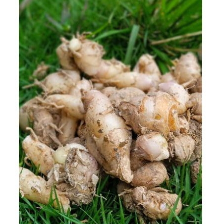 

Kencur Muda 1 kg, kencur jawa segarr