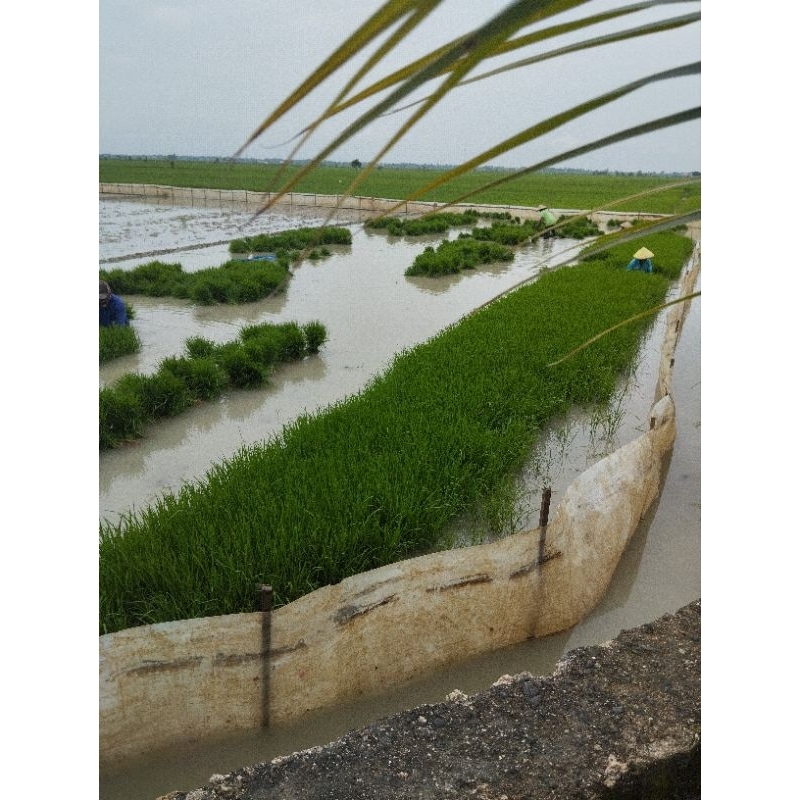BIBIT PADI SIAP TANAM jenis Ciherang, INPARI32 100grm