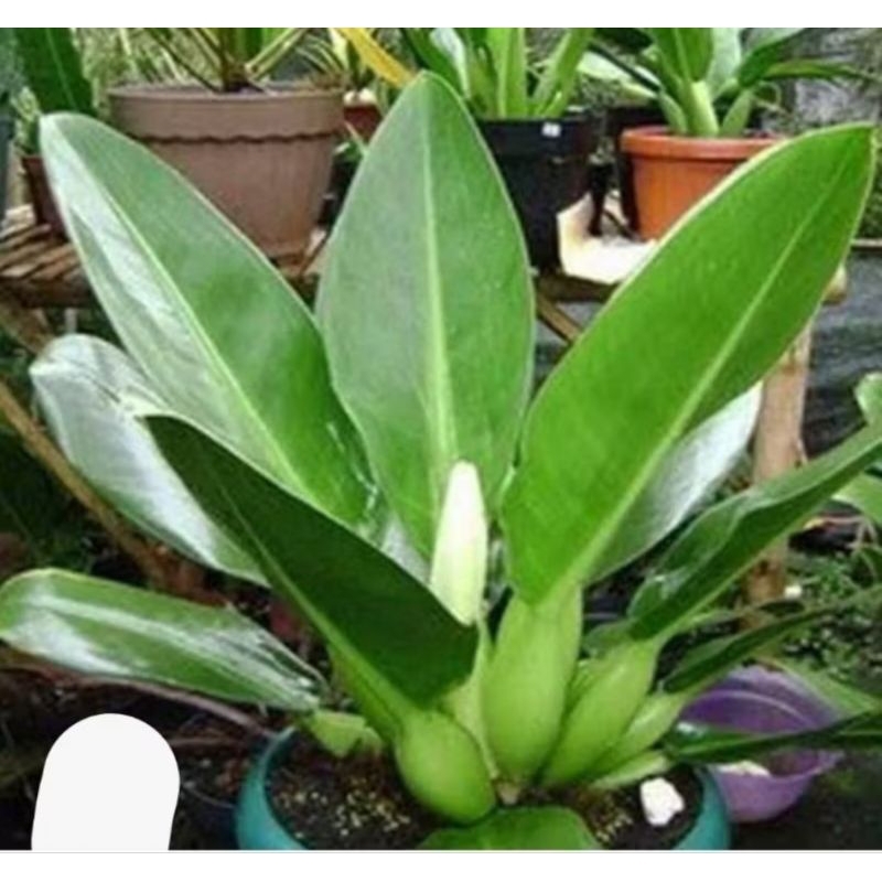 Tanaman Hias Philo katak jumbo