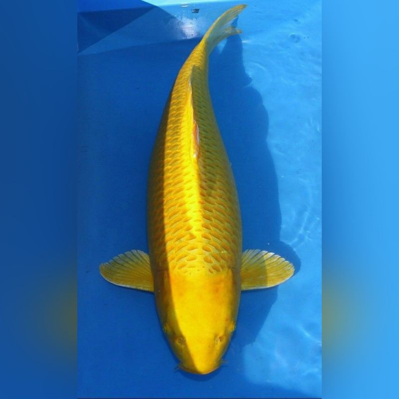 Hiasan Aquarium Cantik Koi Golden Ogon Size 15-18cm Kualitas Grade A