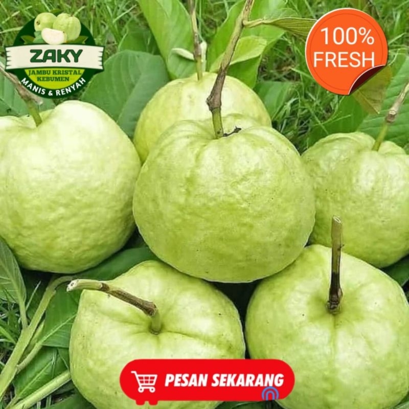 

2kg jambu kristal asli kebumen manis renyah FRESH baru petik