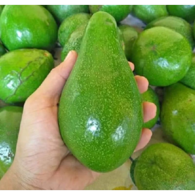 

Alpuket mentega tua sufer kuning 1kg isi 5-6-7 buah sufer fresh