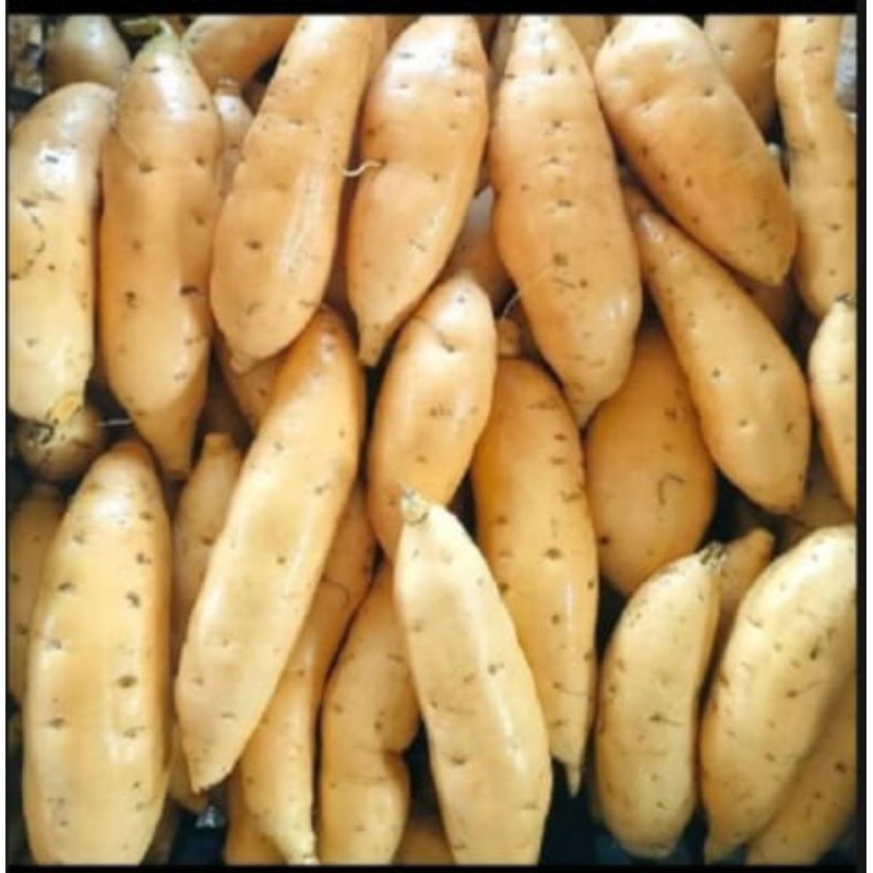 

Ubi Madu Cilembu Spek AB