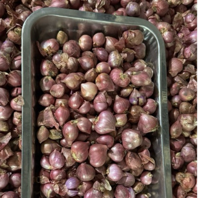 

Bawang Merah Enrekang Sulawesi Murah GROSIR & ECERAN | Uk. Campur