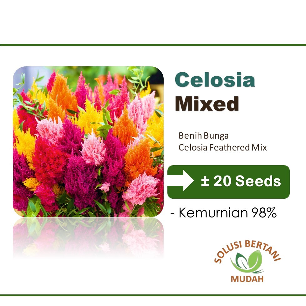 Bibit Benih Bunga Celosia Mixed Unggul