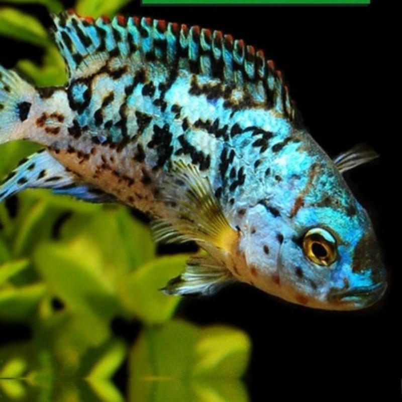 CHILCLIDE EBJD ( Elecktric blue Jack Demsey) size