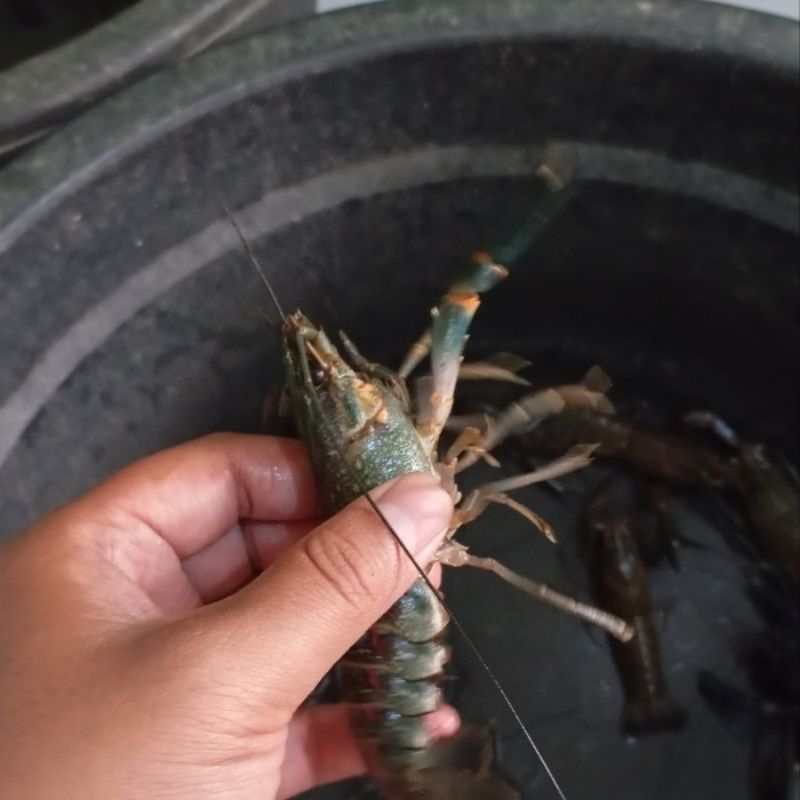 

lobster air tawar jenis konsumsi 1nduk super