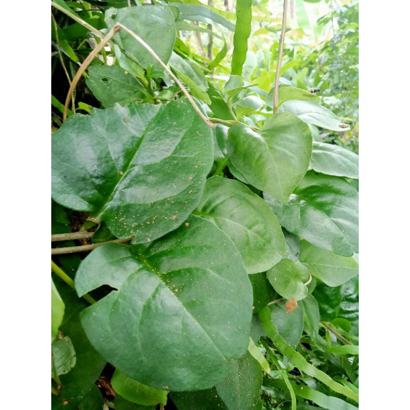 

Daun.binahong.pet1kg