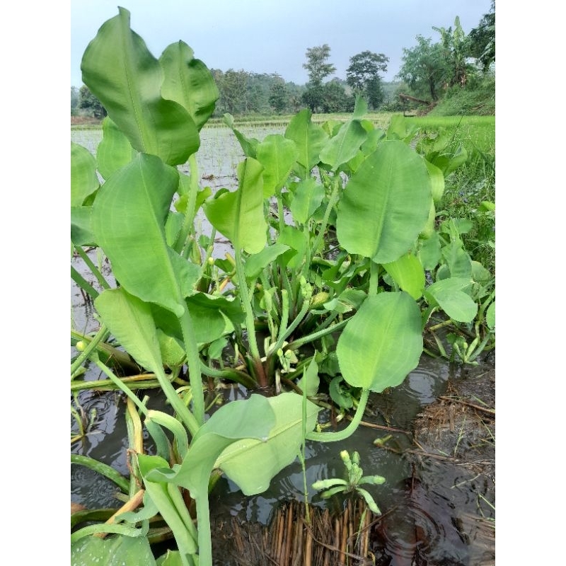 

Genjer/Genjot&kembangnya satu ikat 5000