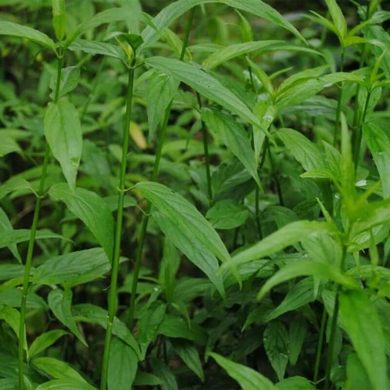 

daun herbal belalai gajah