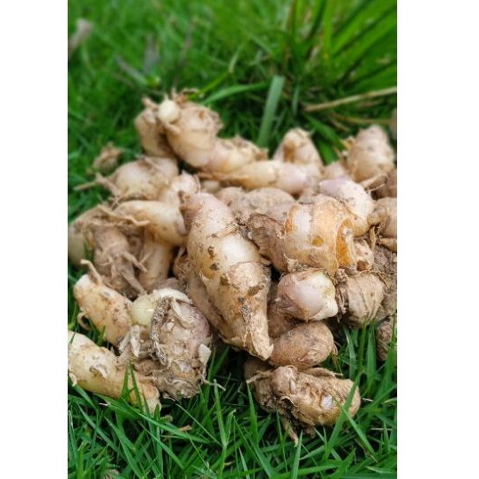 

Kencur jawa segar muda 1 Kg Kencur Seblak