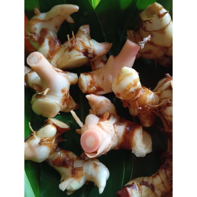 lengkuas1kg