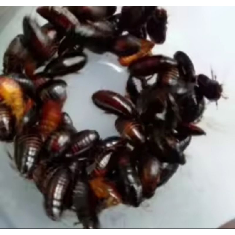 kecoa batu 50 biji