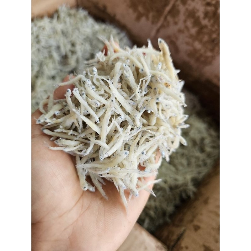 

TERI MEDAN