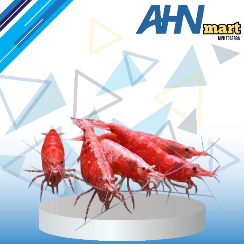 

Hiasan udang red cs harga perekor