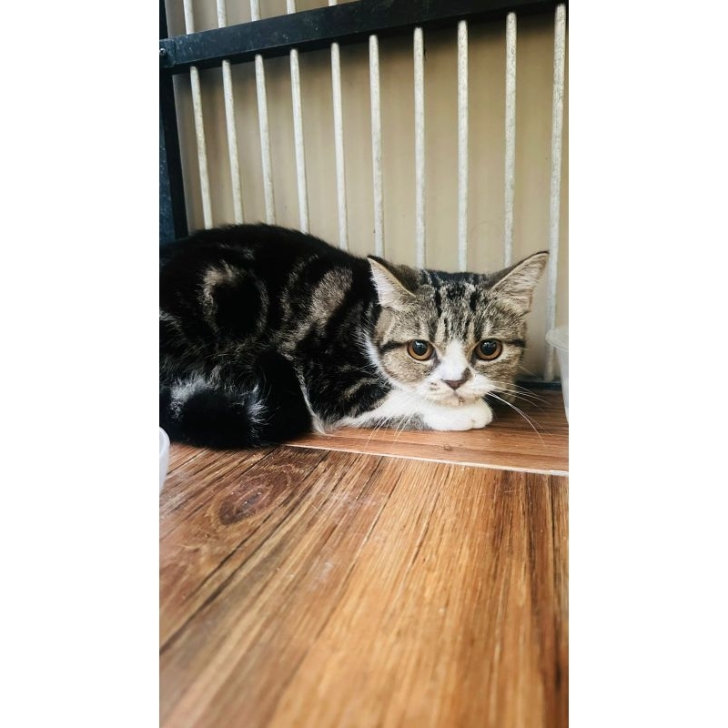 "Mainan" Kucing BSH British Shorthair Mix Warna Tabby and White Foto Parent ada Cat British