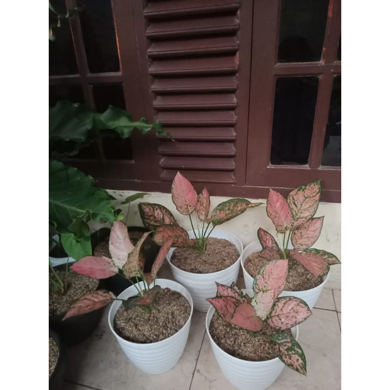 termurah 4 pohon aglonema ruby valentine - aglo ruby cantik - tanaman hias
