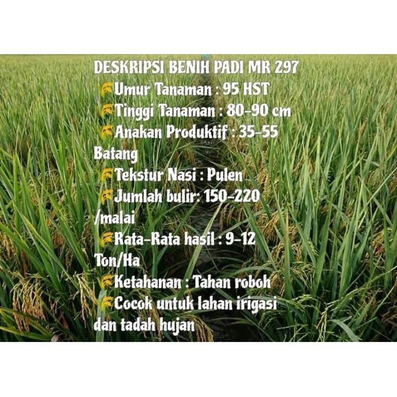 BENIH PADI MR 297 KEMASAN 1KG
