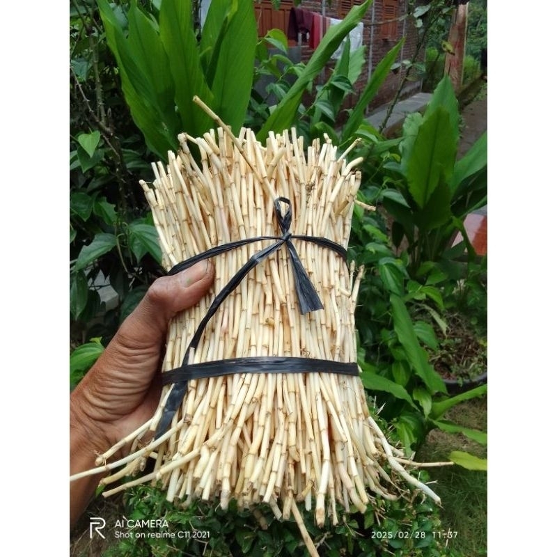 

akar ilalang segar/kering