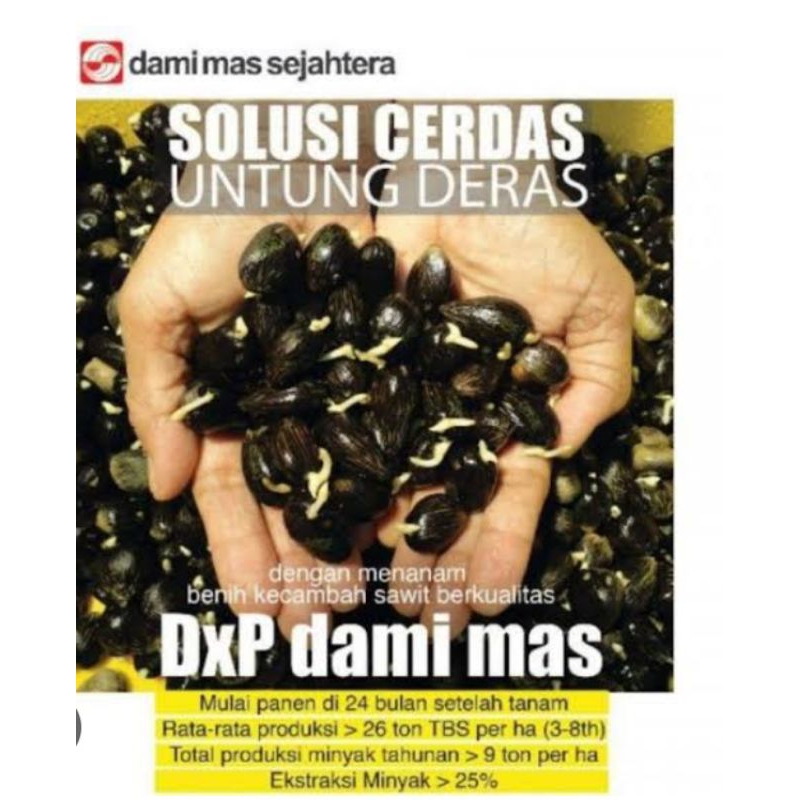 bibit kecambah sawit verietas dxp DAMI MAS/ bersertifikat/isi 250 butir