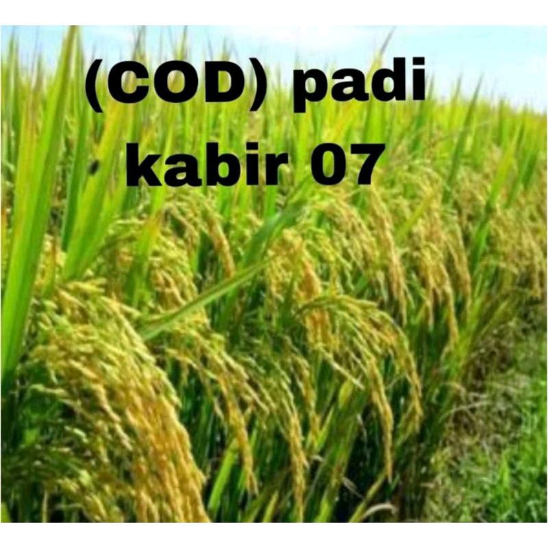 BENIH PADI KABIR 07 BERKUALITAS ORIGINAL KEMASAN 1KG