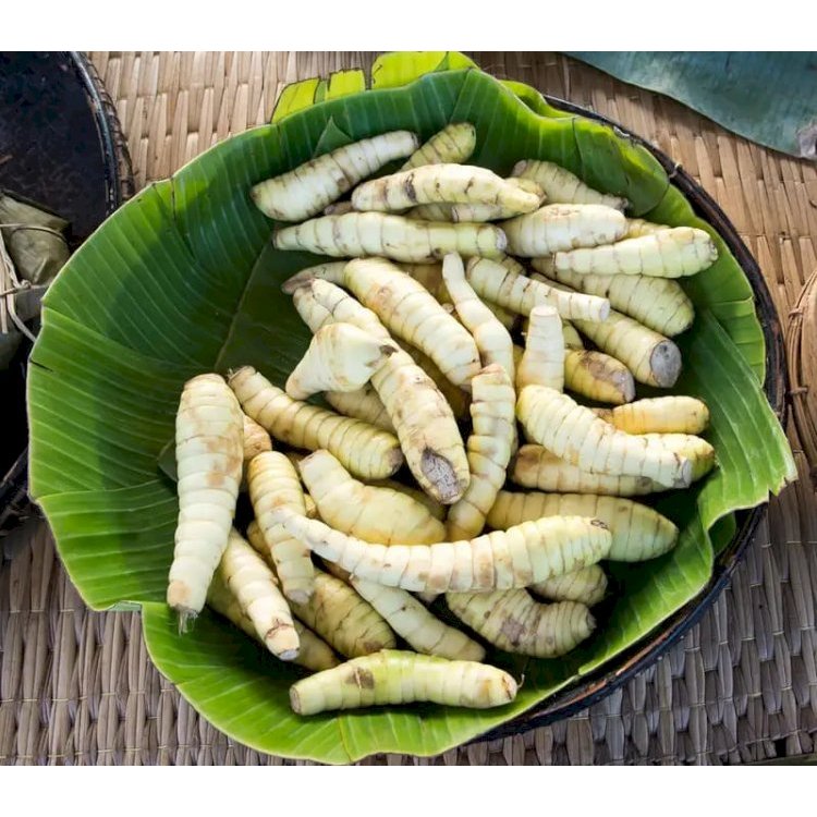 

Umbi Irut (Garut) Segar 500 Gram – Kaya Serat, Cocok untuk Diet & Penderita Maag