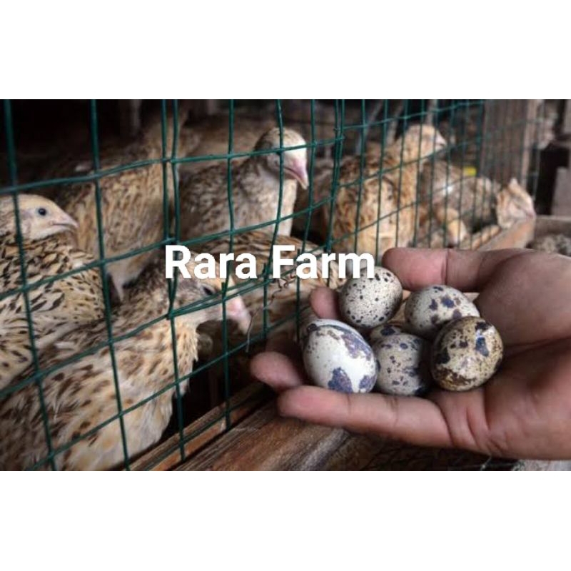 

Telur Puyuh Autum Untuk ditetaskan