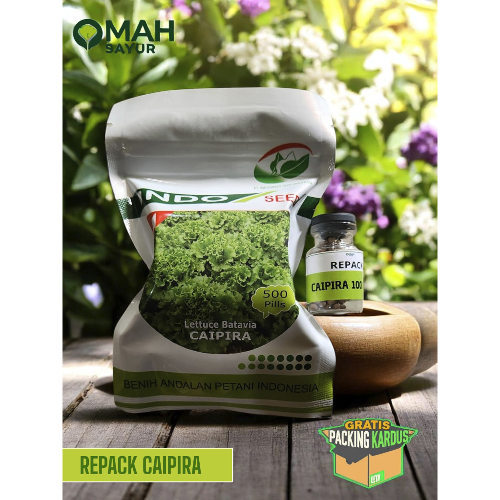 [REPACK-100 Pills] Benih Bibit Selada CAIPIRA Batavia Lettuce By Indoseed