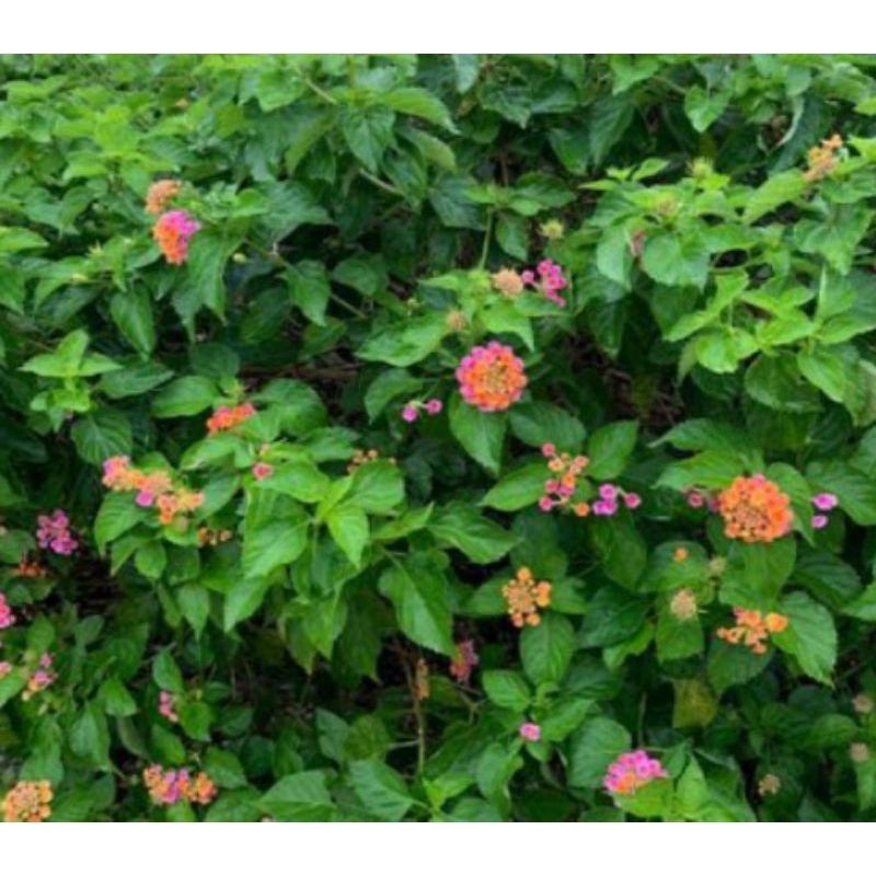 

Daun Cente atau lantana 500gram
