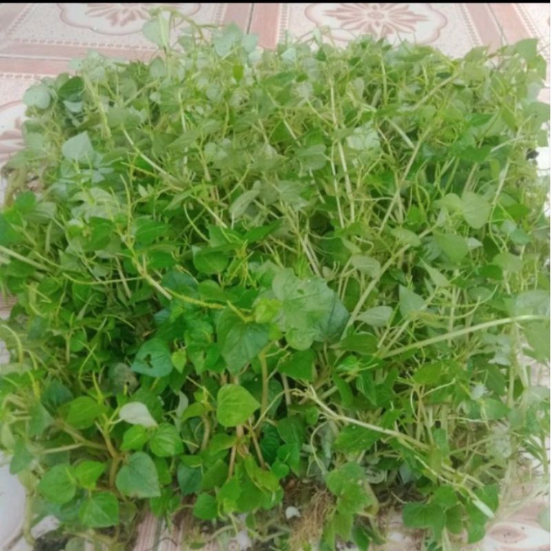 

Herbal Tanaman Sirih Cina 300 grm