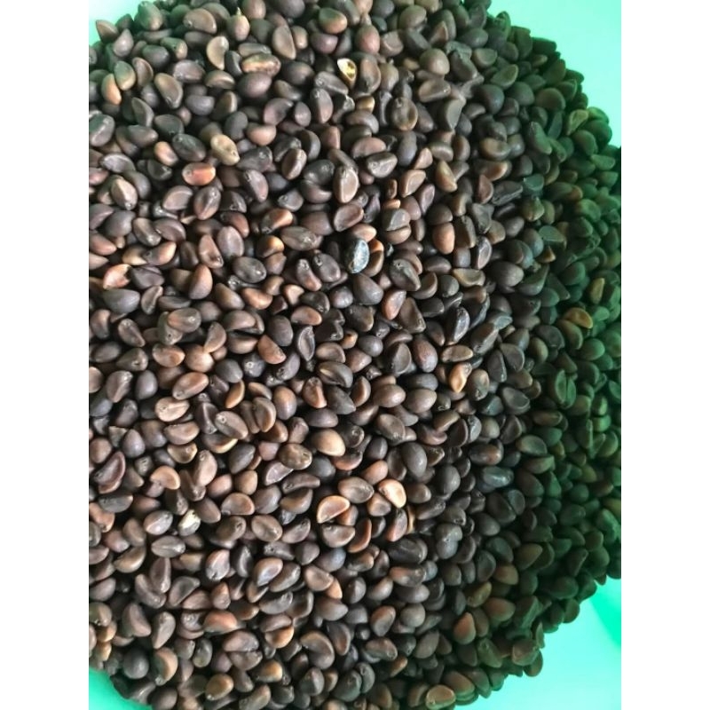 Benih Kangkung Daun Sempit 1Kg