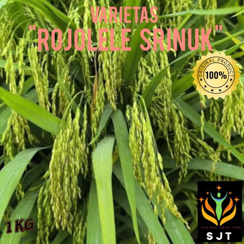 benih padi rojolele srinuk kualitas super unggul 1kg