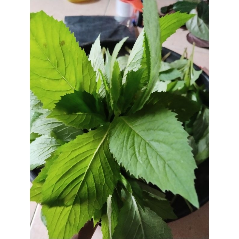 

daun Sintrong/jalintrong segar 500gram