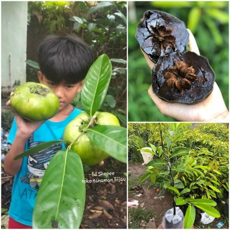 Bibit  Black Sapote / Sawo Hitam / Kesemek Hitam