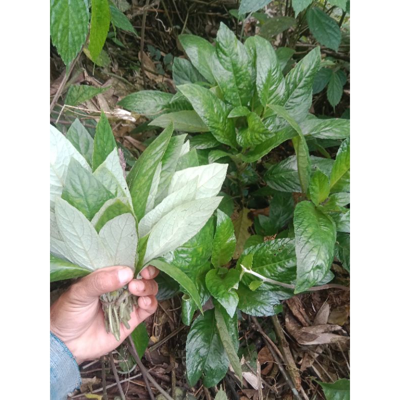 

Lalapan mentah herbal Daun rendeu segar 500gram di petik ketika di pesan